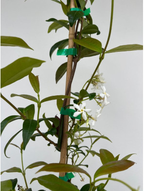 RHYNCOSPERMUM JASMINOIDES