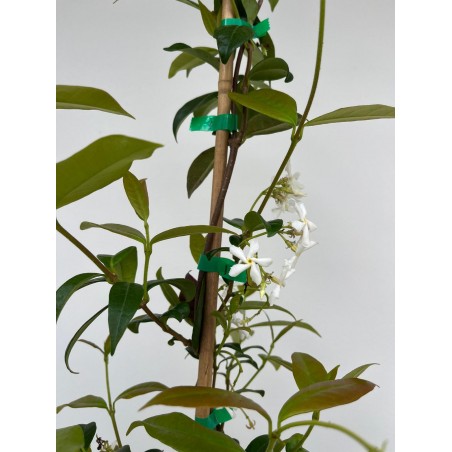 RHYNCOSPERMUM JASMINOIDES