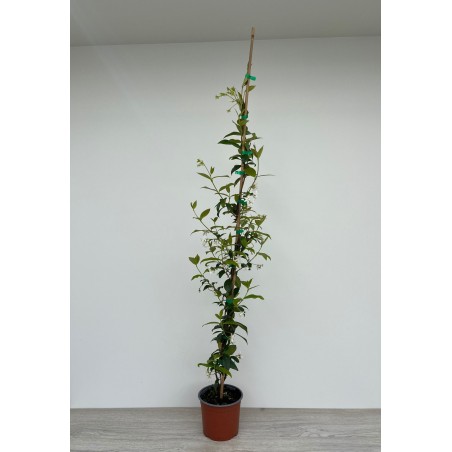 RHYNCOSPERMUM JASMINOIDES