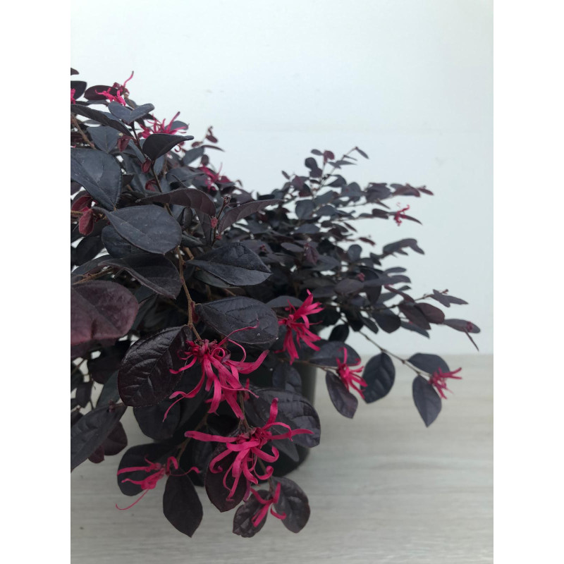 LOROPETALUM CHINENSIS BLACK PEARL