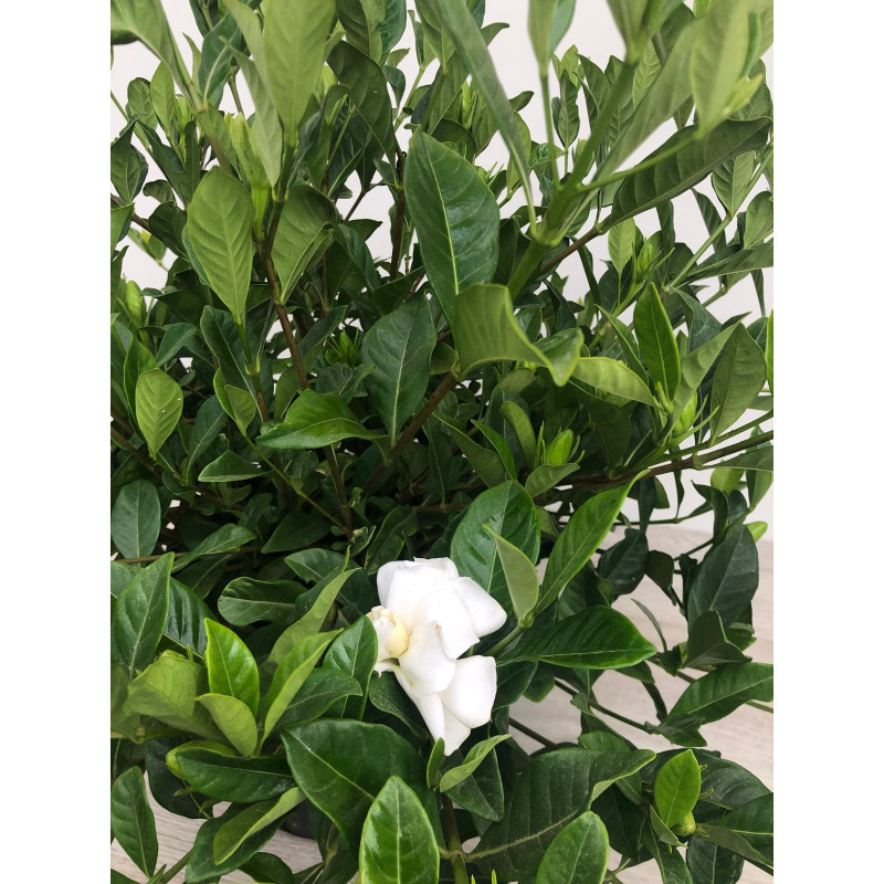 GARDÉNIA AUGUSTA MAGNIFICA