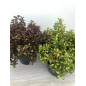 COPROSMA