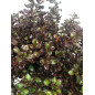 COPROSMA