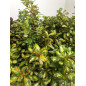 COPROSMA