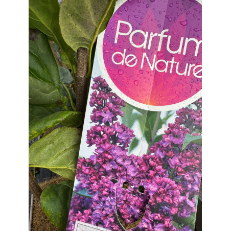 SYRINGA VULGARIS V.5L
