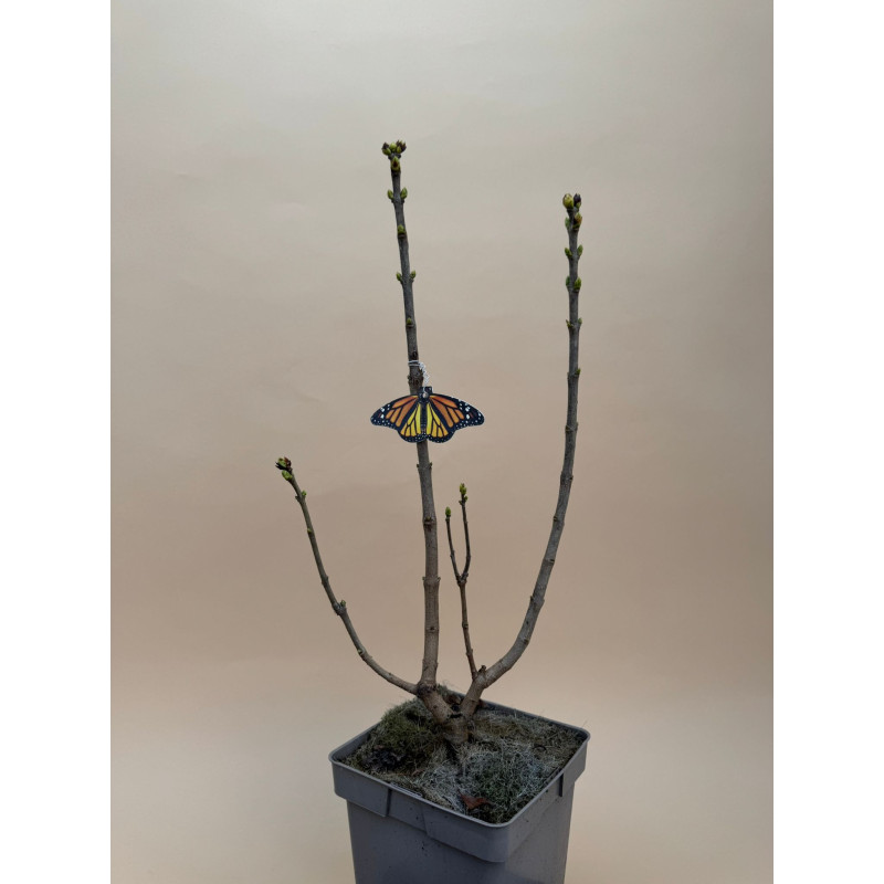 SYRINGA VULGARIS V.5L