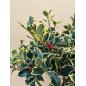 LLEX AQUIFOLIUM ARGENTEA MARGINATA