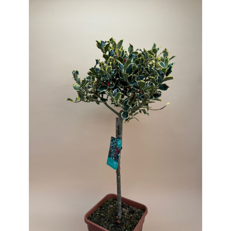 LLEX AQUIFOLIUM ARGENTEA MARGINATA