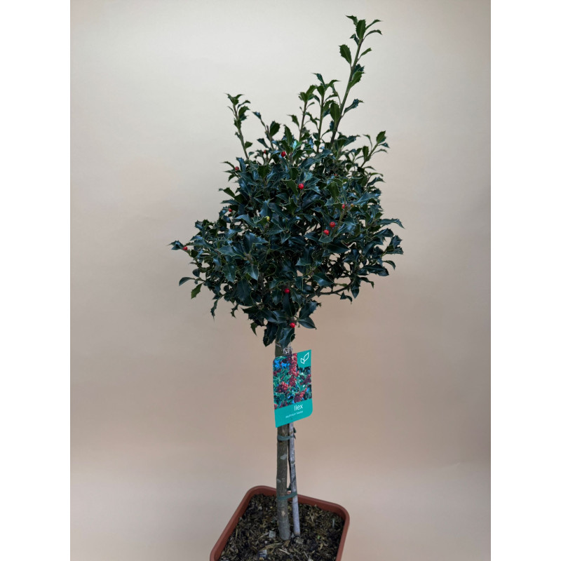 LLEX AQUIFOLIUM ALASKA