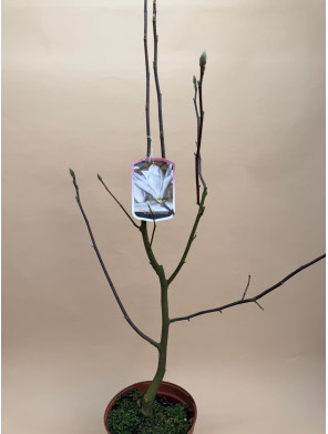 MAGNOLIA ELISA ODENVAL