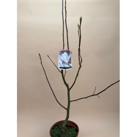 MAGNOLIA ELISA ODENVAL