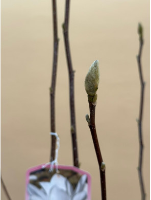 MAGNOLIA ELISA ODENVAL