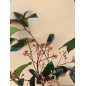 PHOTINIA FRASERI CARRE ROUGE