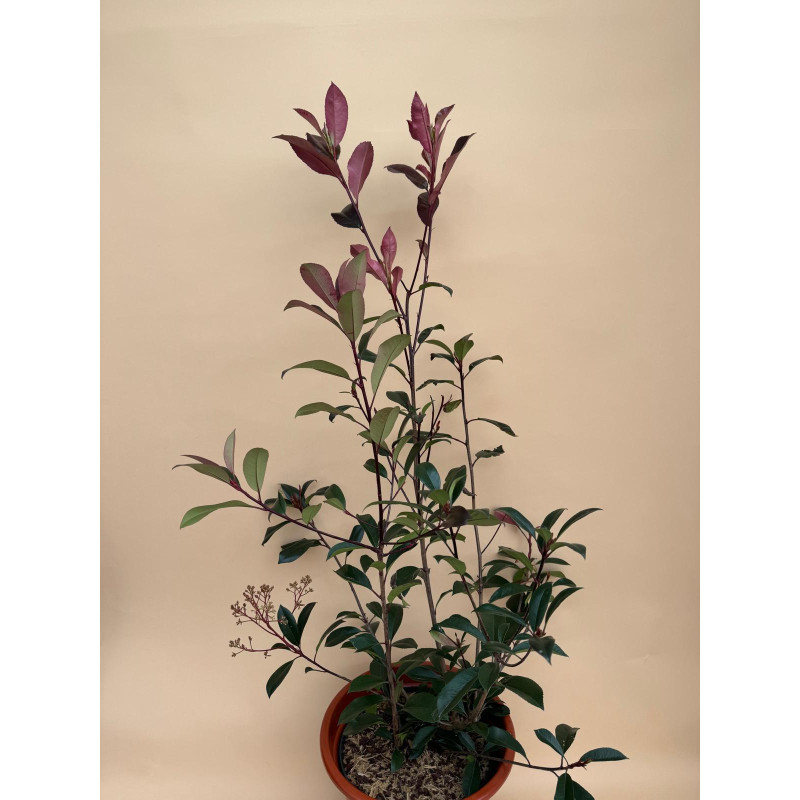 PHOTINIA FRASERI CARRE ROUGE