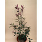 PHOTINIA FRASERI CARRE ROUGE
