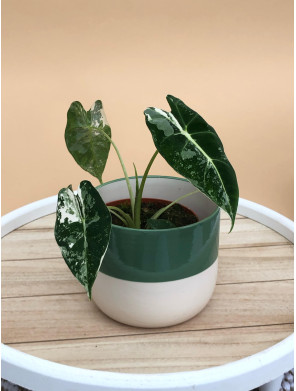ALOCASIA FRYDEK VARIEGATA