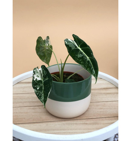 ALOCASIA FRYDEK VARIEGATA