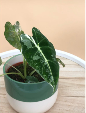 ALOCASIA FRYDEK VARIEGATA