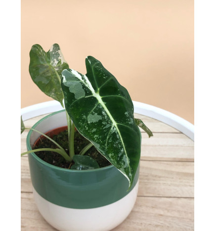 ALOCASIA FRYDEK VARIEGATA