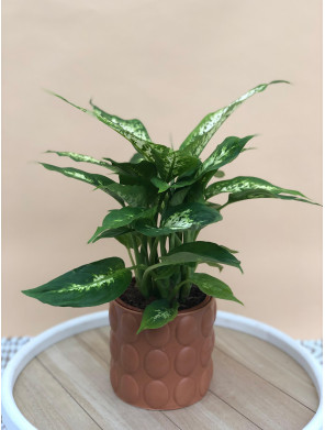 DIEFFENBACHIA COMPACTA