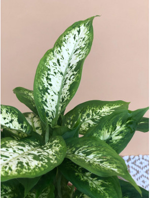 DIEFFENBACHIA COMPACTA