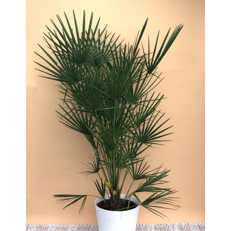 CHAMAEROPS HUMILIS