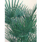 CHAMAEROPS HUMILIS
