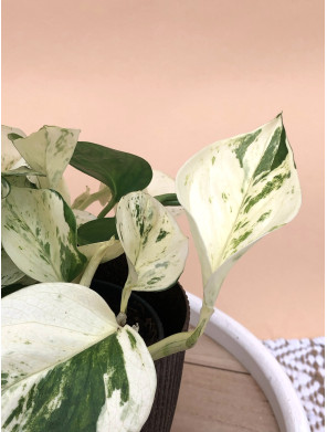 EPIPREMNUM PINNATUM HAPPY LEAF