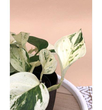 EPIPREMNUM PINNATUM HAPPY LEAF