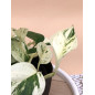 EPIPREMNUM PINNATUM HAPPY LEAF