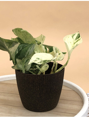 EPIPREMNUM PINNATUM HAPPY LEAF