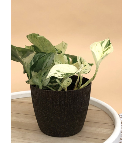 EPIPREMNUM PINNATUM HAPPY LEAF