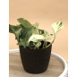 EPIPREMNUM PINNATUM HAPPY LEAF