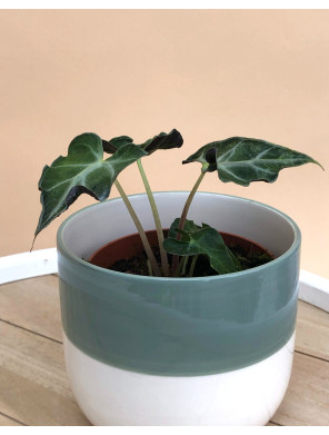 ALOCASIA LOCO
