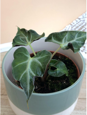 ALOCASIA LOCO