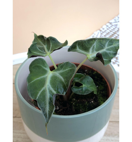 ALOCASIA LOCO