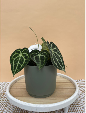 ANTHURIUM CLARINERVIUM