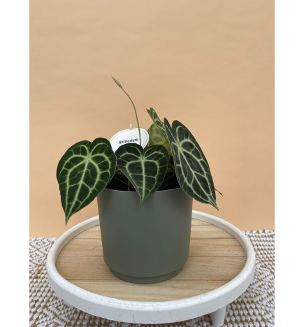 ANTHURIUM CLARINERVIUM