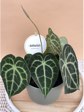ANTHURIUM CLARINERVIUM