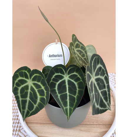 ANTHURIUM CLARINERVIUM