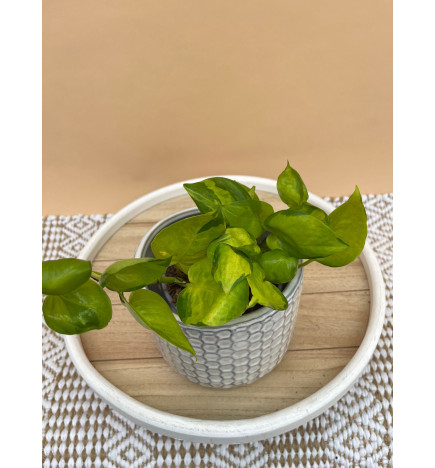 EPIPREMNUM PINNATUM KIWI