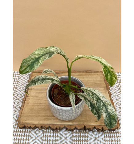 RHAPHIDOPHORA PUBERULA VARIEGATA