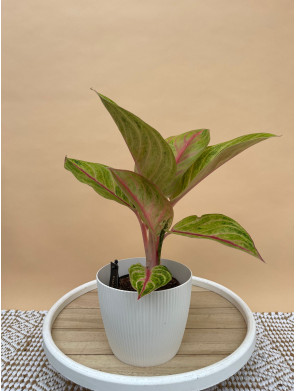 AGLAONEMA ROSE PARAKEET