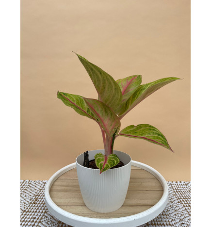 AGLAONEMA ROSE PARAKEET