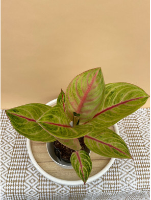 AGLAONEMA ROSE PARAKEET