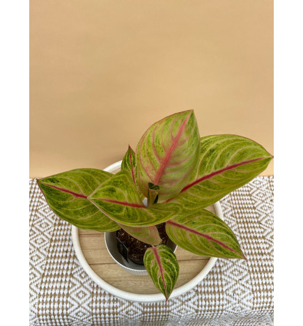 AGLAONEMA ROSE PARAKEET