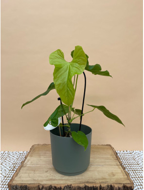 ANTHURIUM BALALOANUM