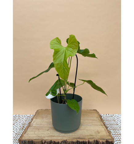 ANTHURIUM BALALOANUM