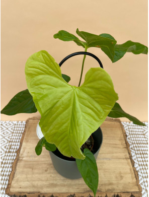 ANTHURIUM BALALOANUM