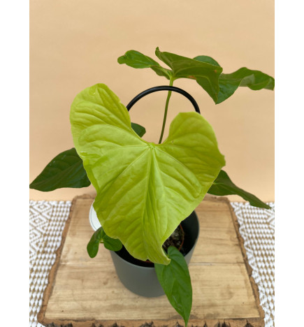 ANTHURIUM BALALOANUM